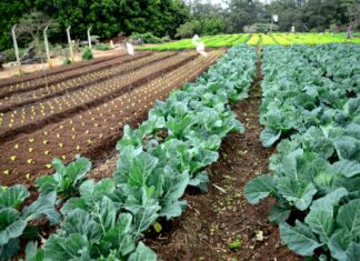 Hortas urbanas promovem sustentabilidade e integração comunitária em Jundiaí