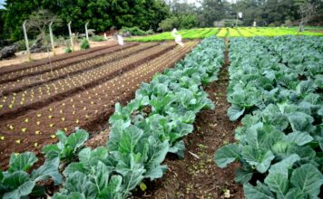 Hortas urbanas promovem sustentabilidade e integração comunitária em Jundiaí