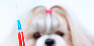 Prefeitura intensifica vacinação contra a raiva de cães e gatos em Louveira