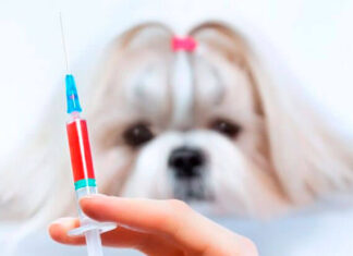 Prefeitura intensifica vacinação contra a raiva de cães e gatos em Louveira