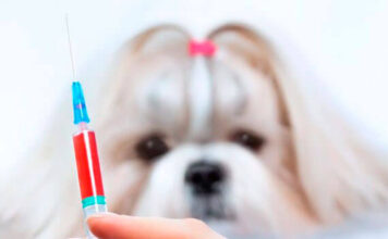 Prefeitura intensifica vacinação contra a raiva de cães e gatos em Louveira