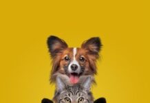 São Paulo proíbe acorrentamento de animais após sanção de Tarcísio de Freitas