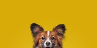 São Paulo proíbe acorrentamento de animais após sanção de Tarcísio de Freitas