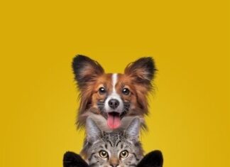 São Paulo proíbe acorrentamento de animais após sanção de Tarcísio de Freitas