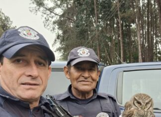 Coruja com asa fraturada é resgatada pelo GAPA da GCM de Vinhedo