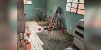 GCM de Itupeva desarticula laboratório de drogas e encontra rinha de galo em imóvel no bairro Quilombo
