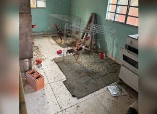 GCM de Itupeva desarticula laboratório de drogas e encontra rinha de galo em imóvel no bairro Quilombo