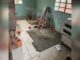 GCM de Itupeva desarticula laboratório de drogas e encontra rinha de galo em imóvel no bairro Quilombo