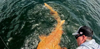 Pesquisadores registram raro tubarão-lixa laranja no Caribe