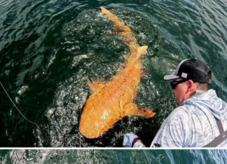 Pesquisadores registram raro tubarão-lixa laranja no Caribe