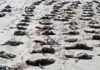 Desastre Ambiental: Mortes de Pinguins no Litoral Paulista Chegam a 739