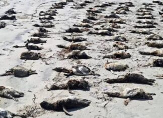 Desastre Ambiental: Mortes de Pinguins no Litoral Paulista Chegam a 739