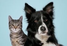 Itupeva: UVZ abre novas vagas para vacinação antirrábica gratuita com agendamento online