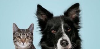 Itupeva: UVZ abre novas vagas para vacinação antirrábica gratuita com agendamento online