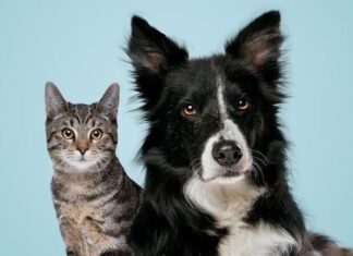 Itupeva: UVZ abre novas vagas para vacinação antirrábica gratuita com agendamento online