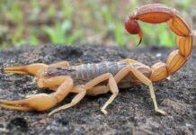 Jundiaí registra aumento significativo de acidentes com escorpiões em 2025