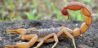 Jundiaí registra aumento significativo de acidentes com escorpiões em 2025