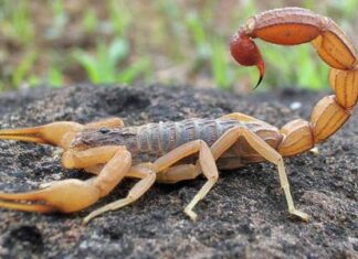 Jundiaí registra aumento significativo de acidentes com escorpiões em 2025