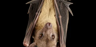 Itupeva confirma primeiro caso de raiva em morcego após quatro anos sem registros