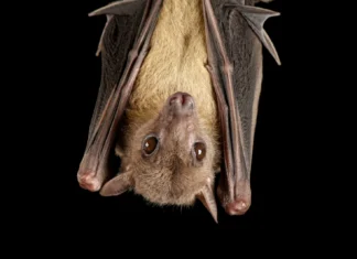 Itupeva confirma primeiro caso de raiva em morcego após quatro anos sem registros