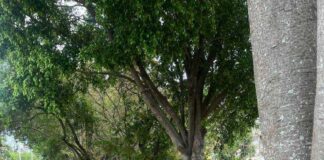 Guarda Municipal localiza motocicleta furtada em Campo Limpo Paulista