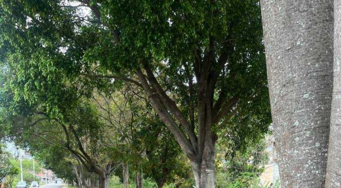 Guarda Municipal localiza motocicleta furtada em Campo Limpo Paulista