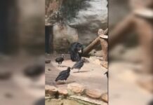 MP da prazo para prefeitura responder denúncia de maus-tratos contra urso no Zoo de Sorocaba