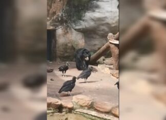 MP da prazo para prefeitura responder denúncia de maus-tratos contra urso no Zoo de Sorocaba