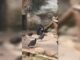 MP da prazo para prefeitura responder denúncia de maus-tratos contra urso no Zoo de Sorocaba