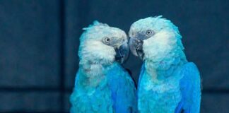 Após duas décadas extinta, a rara ararinha-azul está oficialmente de volta à natureza