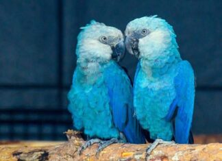 Após duas décadas extinta, a rara ararinha-azul está oficialmente de volta à natureza