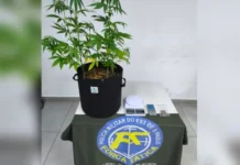 Professor da rede municipal é preso por cultivar maconha em casa em Jundiaí