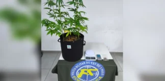 Professor da rede municipal é preso por cultivar maconha em casa em Jundiaí