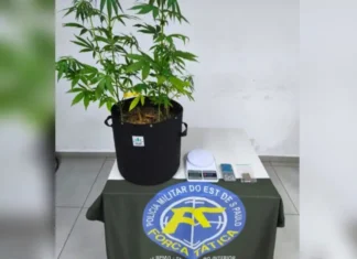 Professor da rede municipal é preso por cultivar maconha em casa em Jundiaí